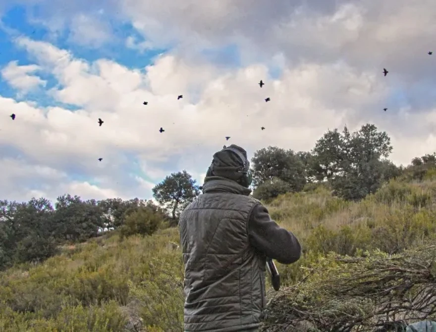 Traditional Spanish partridge shooting with dogs