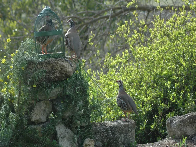 Reclamo partridge hunting setup in Spanish countryside