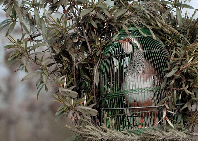 Live decoy partridge hunting in Spain with reclamo method