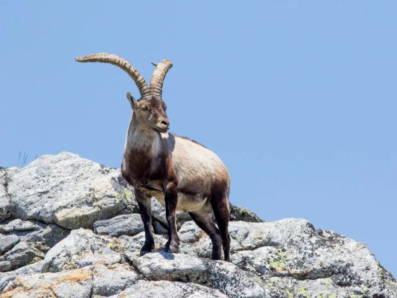 Iberian ibex, an iconic Spanish big game species