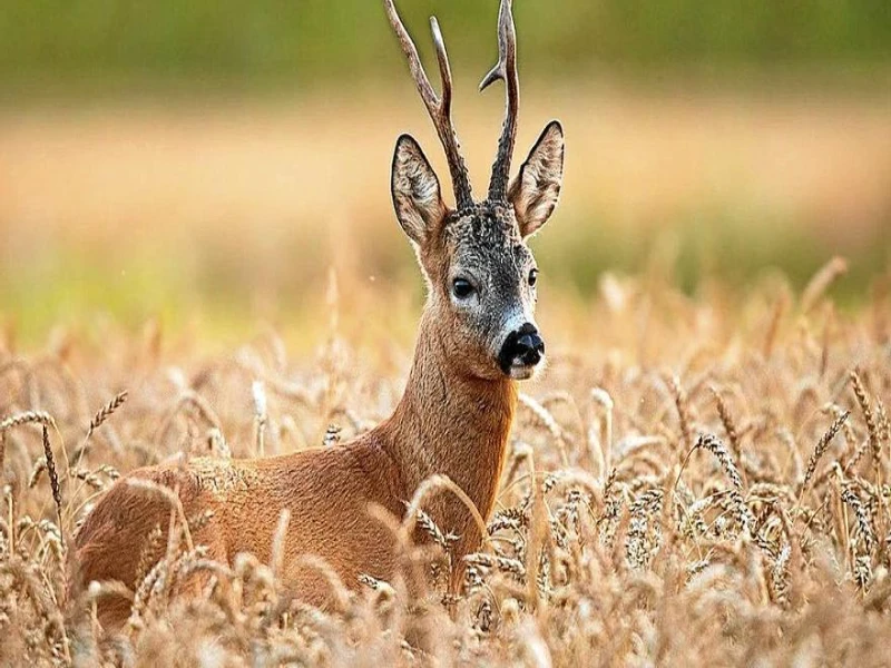 Roe deer hunting in Spain - stalking