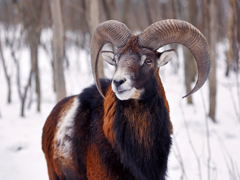 Mouflon in the snow, a prized Spanish big game species