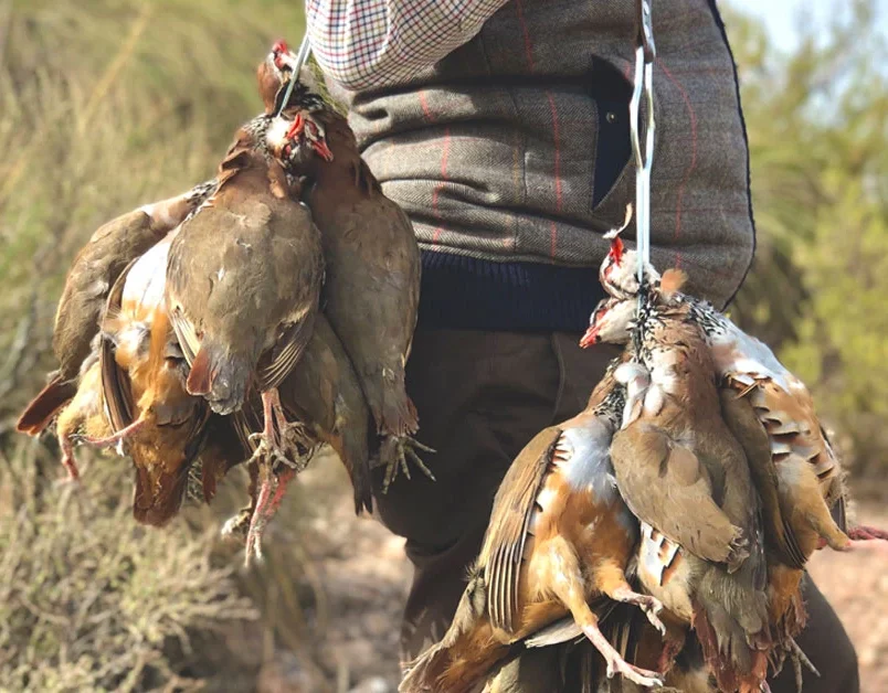 Red-legged partridge hunting in Spain - driven shooting ojeo