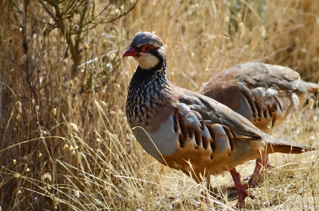 Walked-up partridge hunting with pointing dogs in Spain