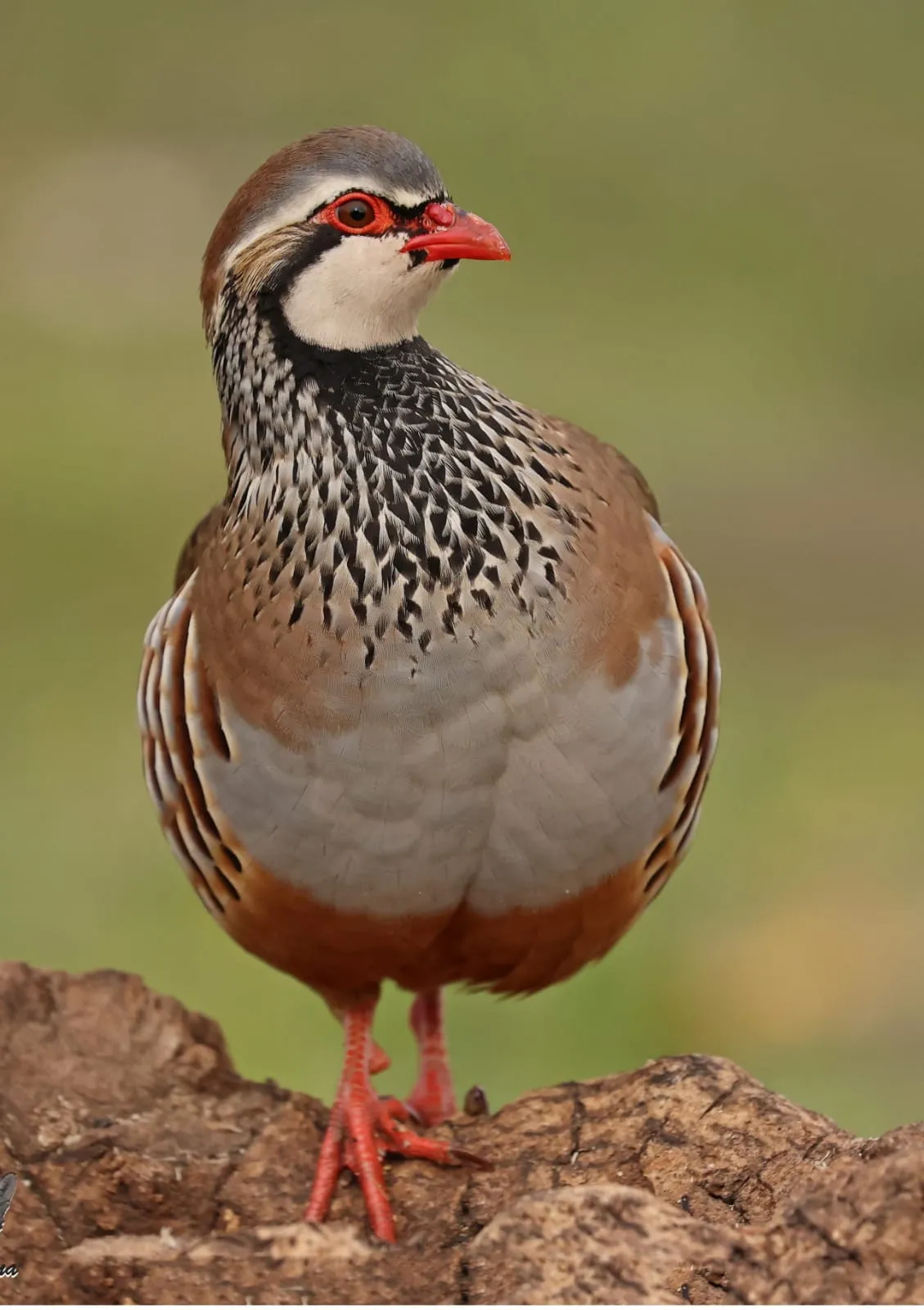Red-legged partridge hunting in Spain