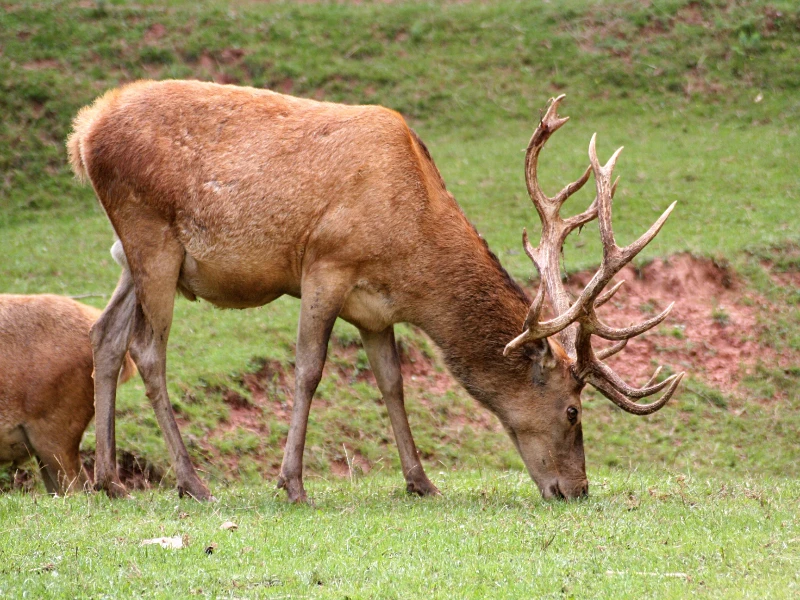 Spanish red deer grazing in its natural habitat