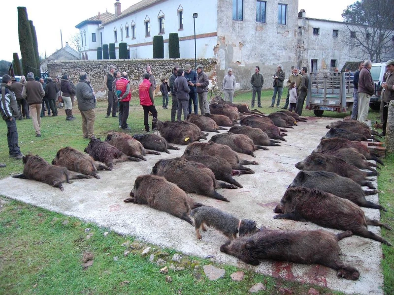 Montería hunting in Spain with dogs and wild boar