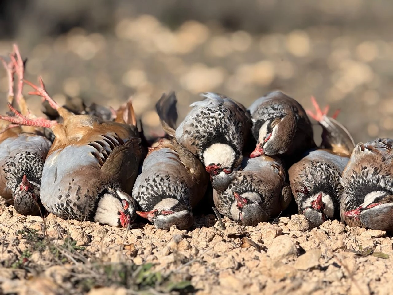 Driven partridge shooting ojeo style Spain