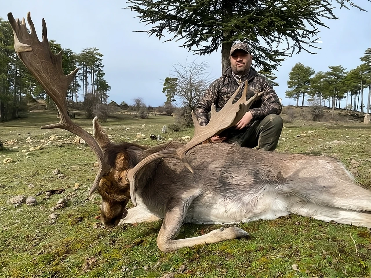 Fallow deer hunting in Spain - gamo