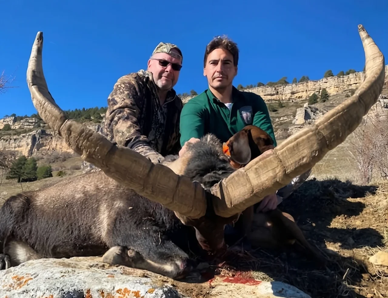 Hunting in Spain trophy ibex
