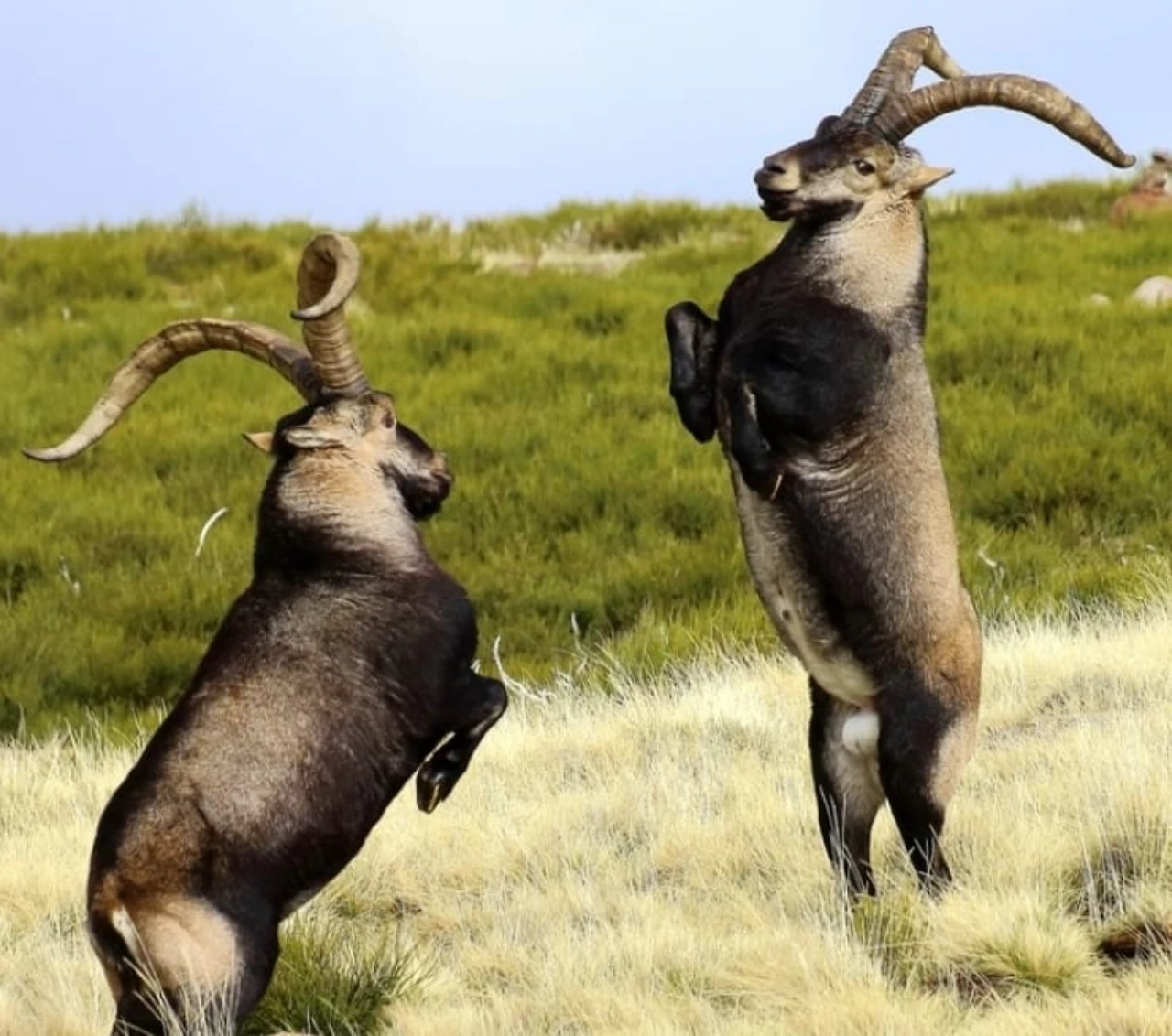 Hunting in spain ibex hunt