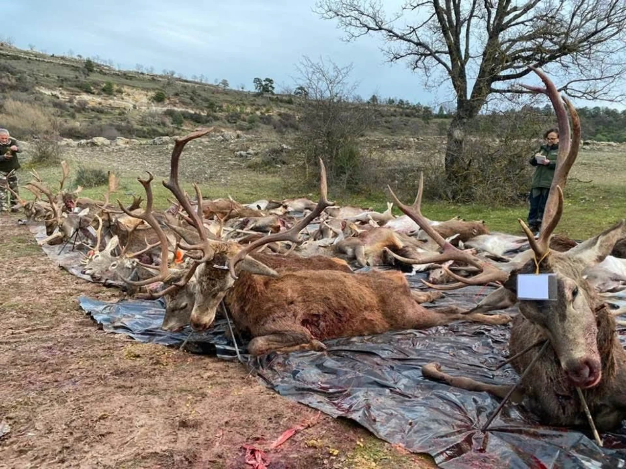 big game hunting in spain