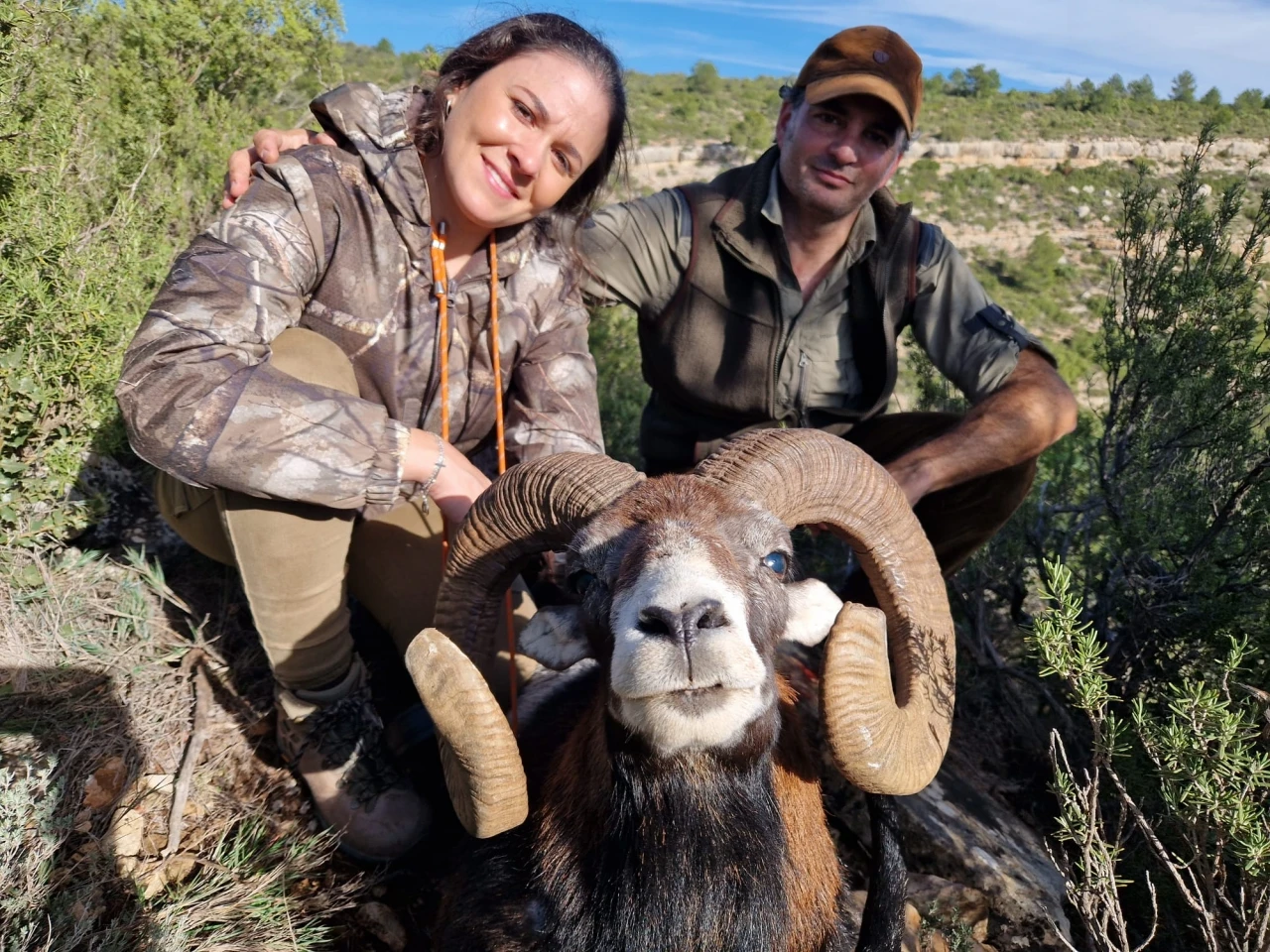 Mouflon hunting in Spain - trophy rams with curved horns