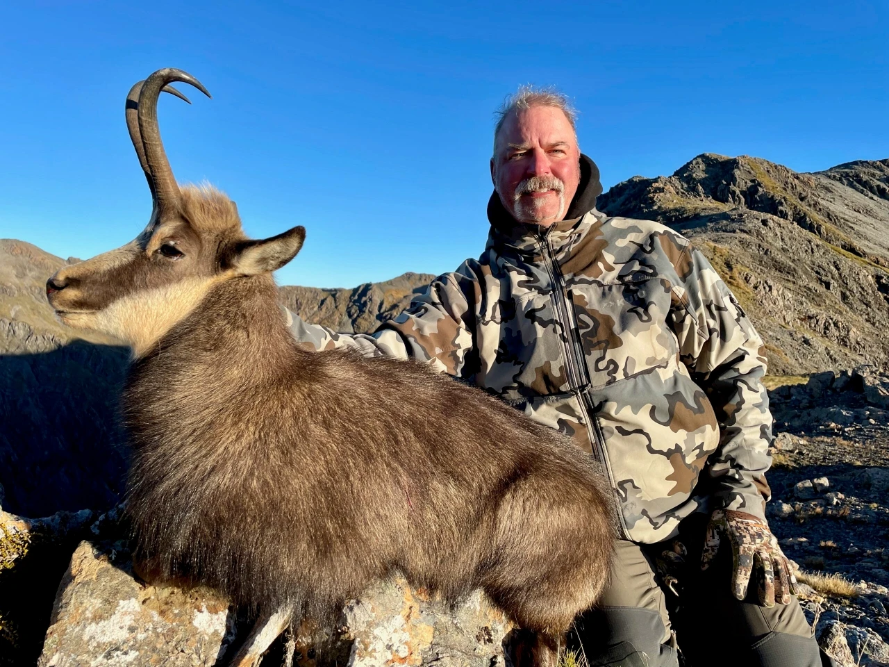 Chamois hunting in Spain - high mountain trophy with hooked horns