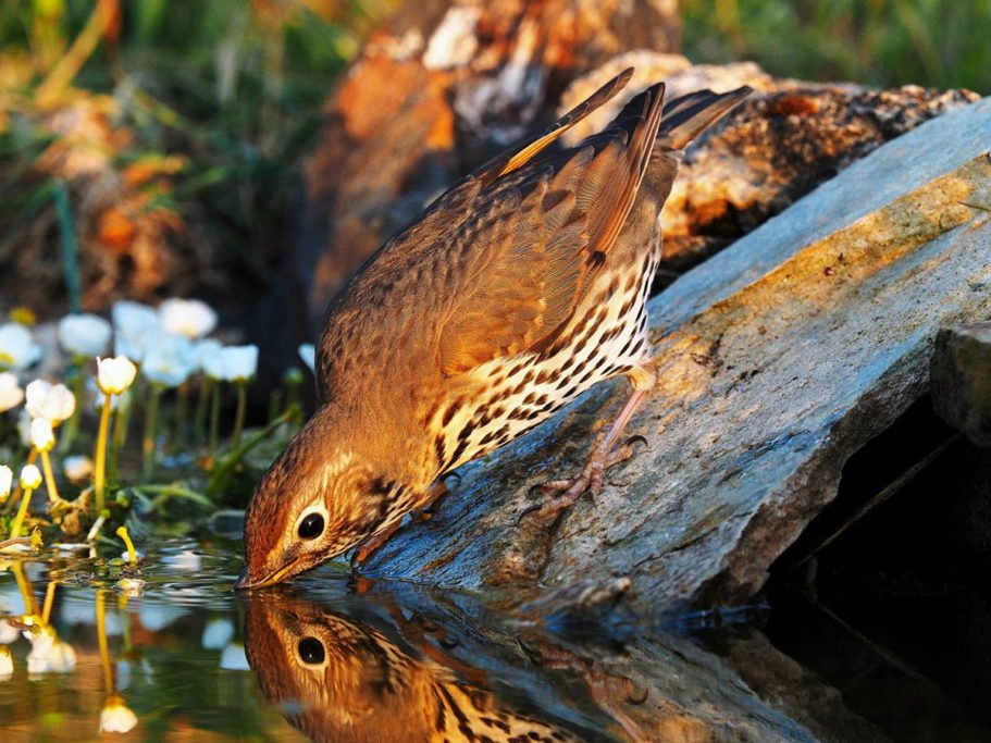 SONG TRUSH HUNT IN SPAIN