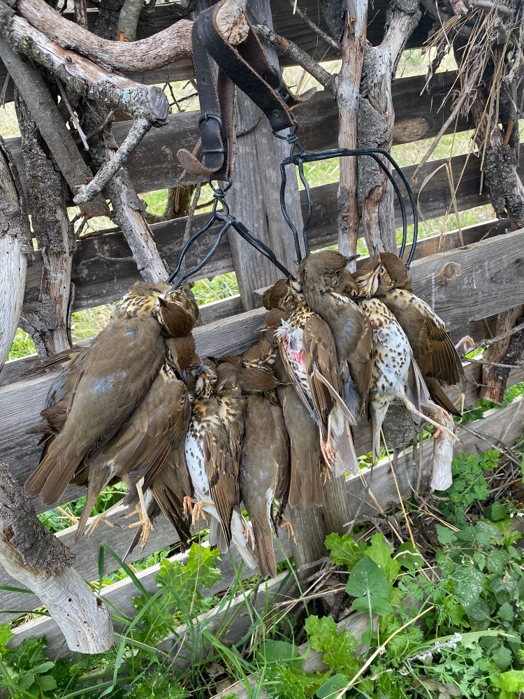Song thrush hunting in Spain - pass shooting and decoy hunting