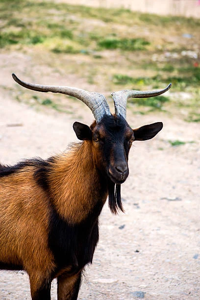 Balearic goat boc hunting in Spain - trophy with curved horns