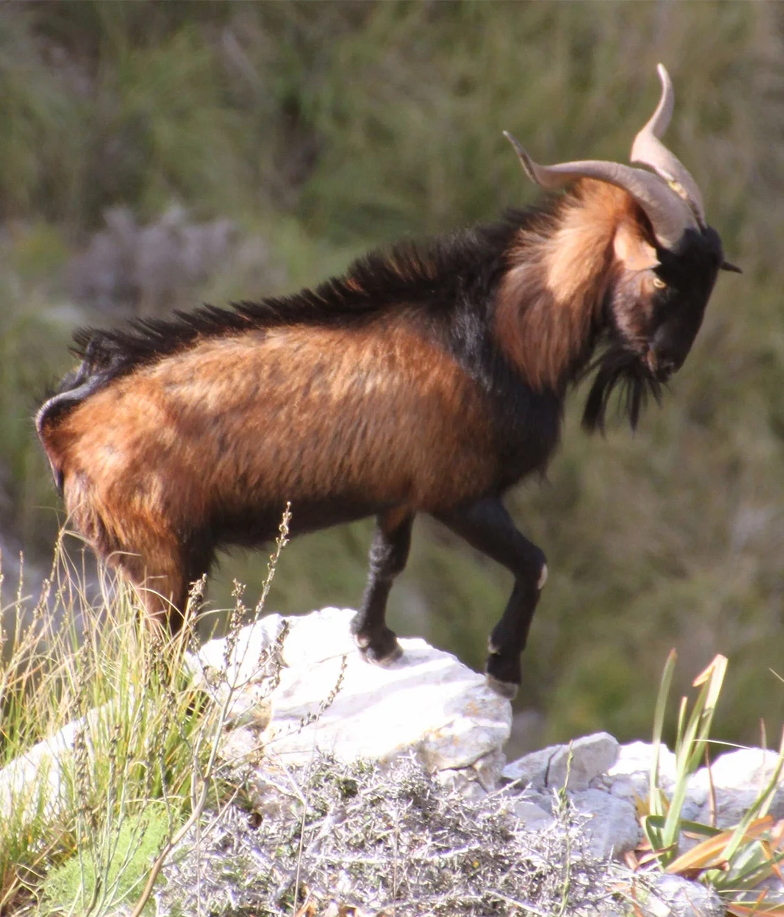 Balearic goat boc hunting in Spain