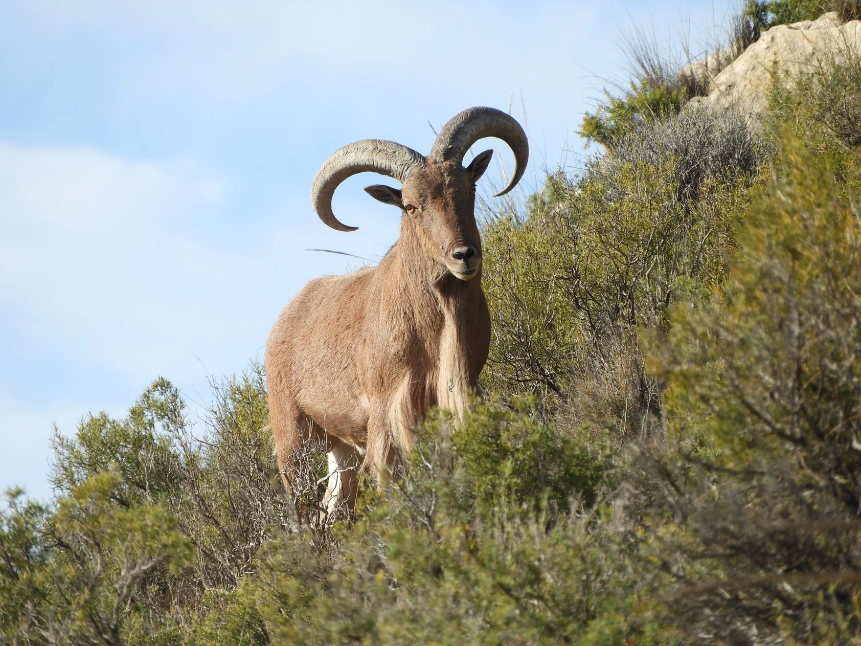 barbary sheep hunting in spain - Arruí Aoudad