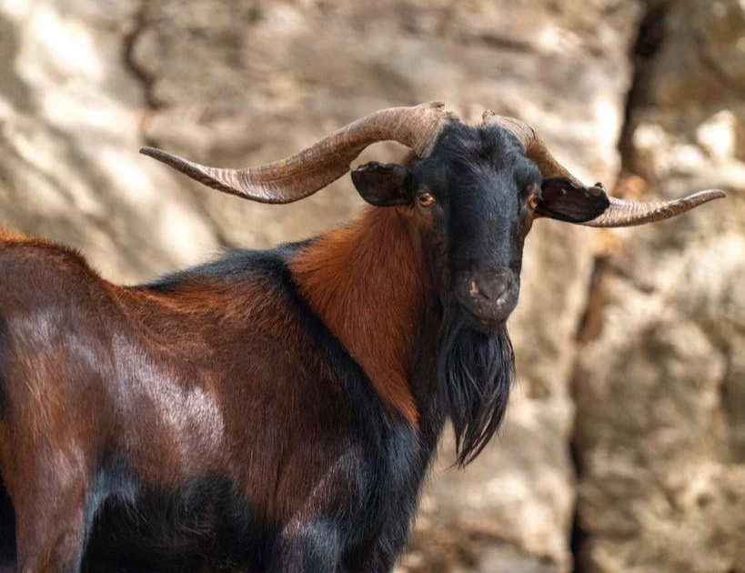 Balearic goat boc hunting in Spain