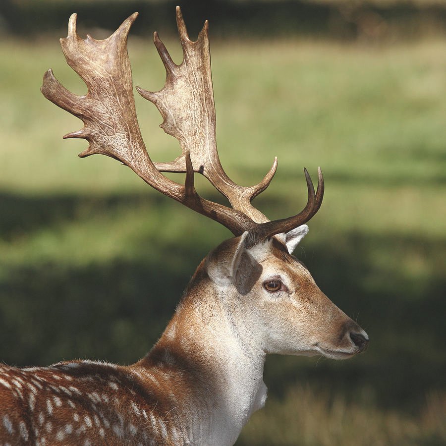 Fallow deer hunting in Spain - gamo