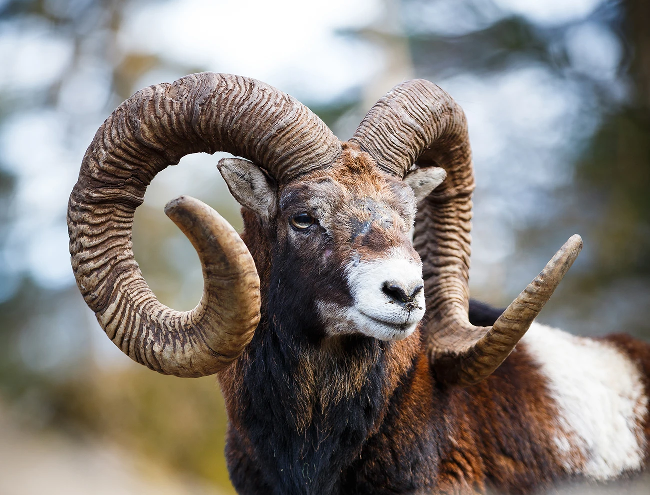 Mouflon hunting in Spain - mountain stalking