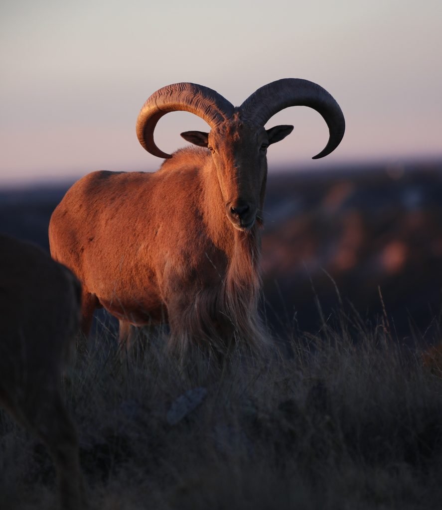 Barbary sheep hunting in Spain