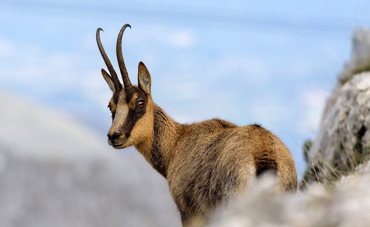 Chamois hunting in Spain - high mountain stalking