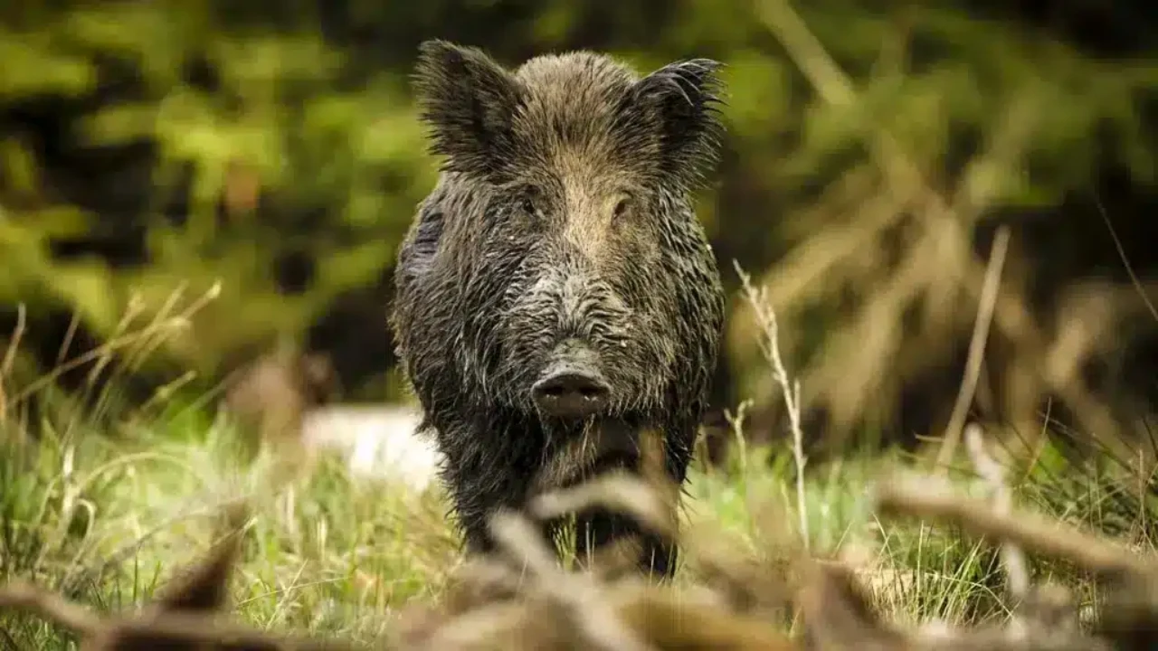 spain wild boar hunting
