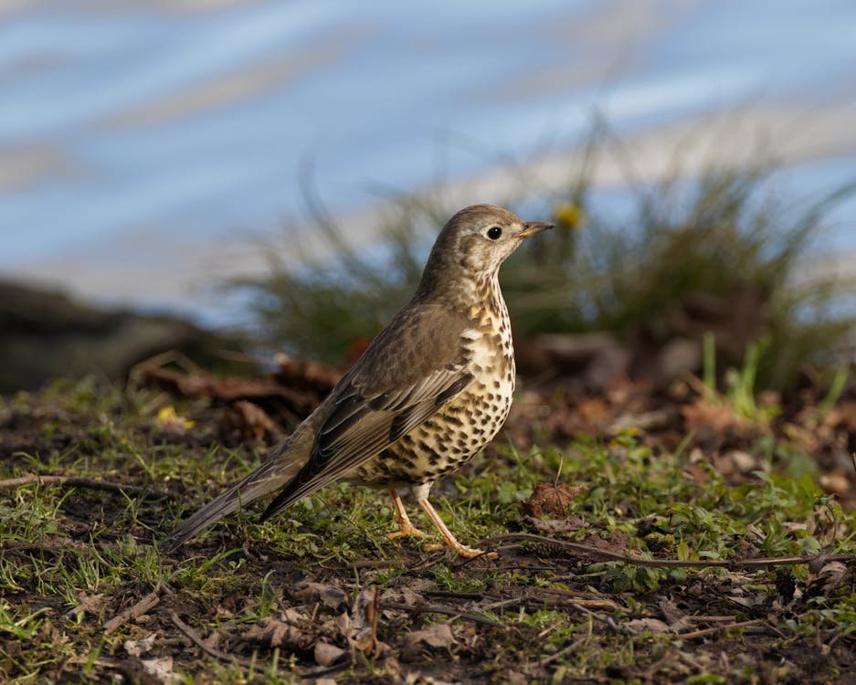 Song thrush hunting in Spain