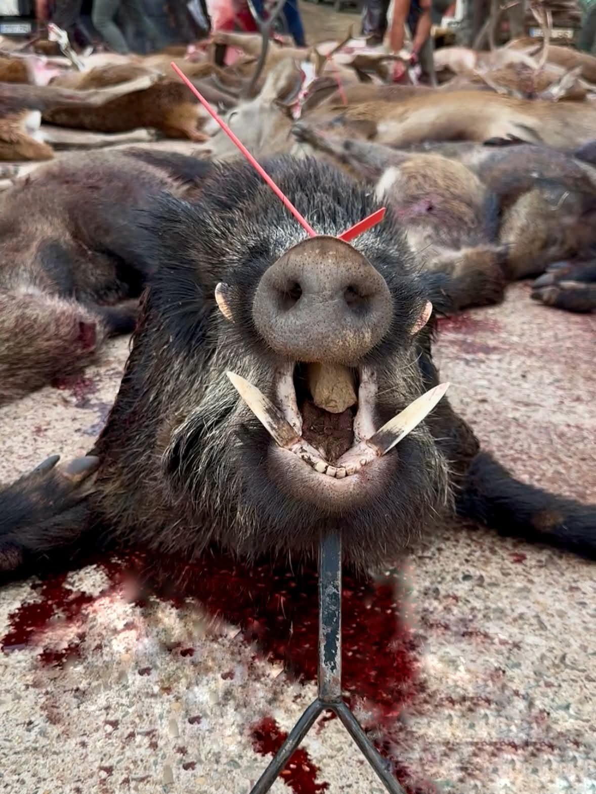 Wild boar hunting in Spain - montería
