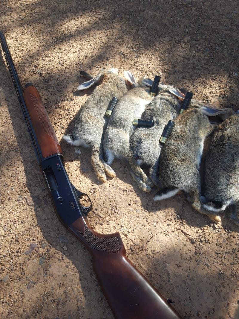 Wild rabbit hunting in Spain - walked-up shooting with dogs