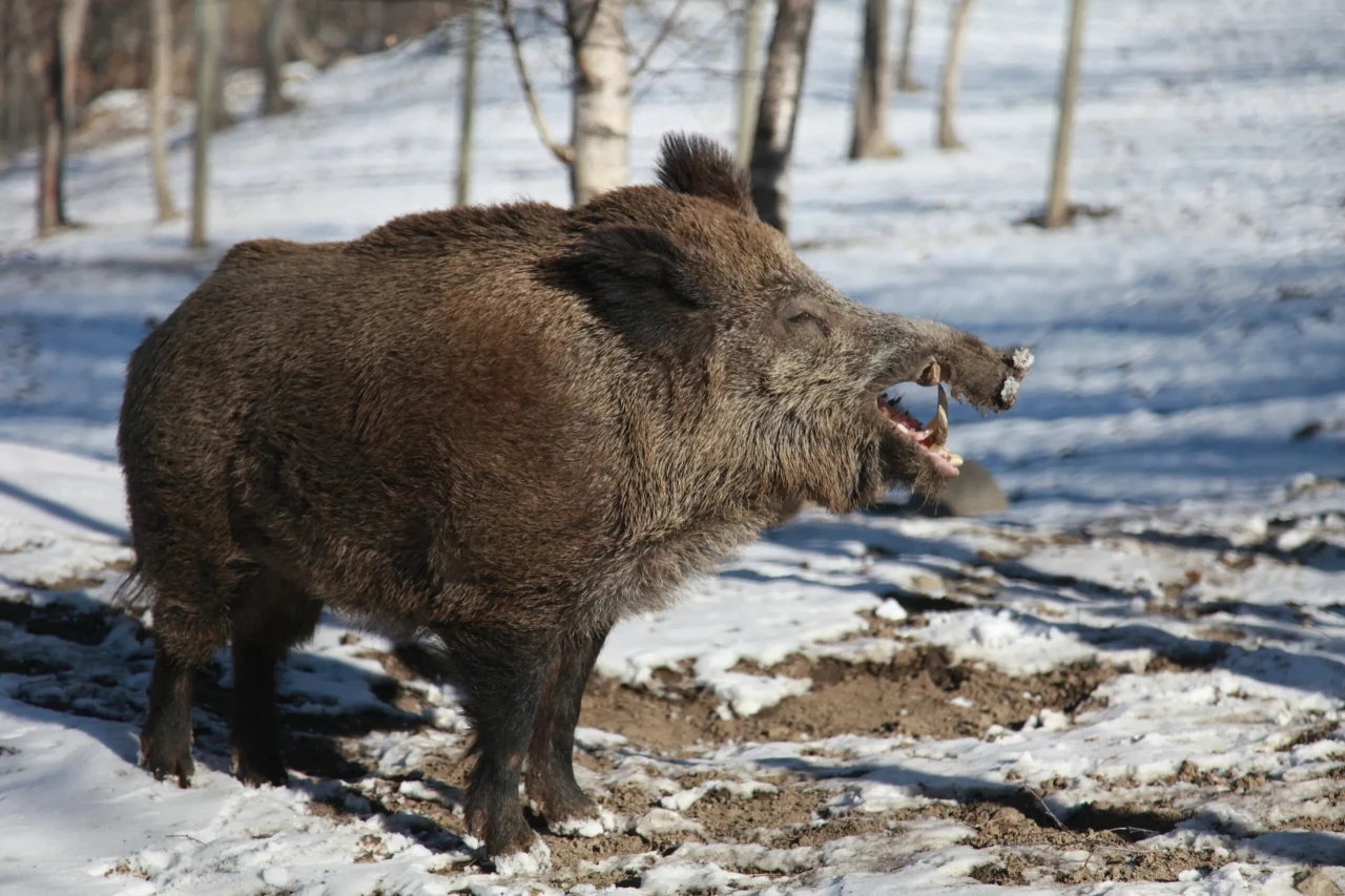 Wild boar hunting in Spain - montería