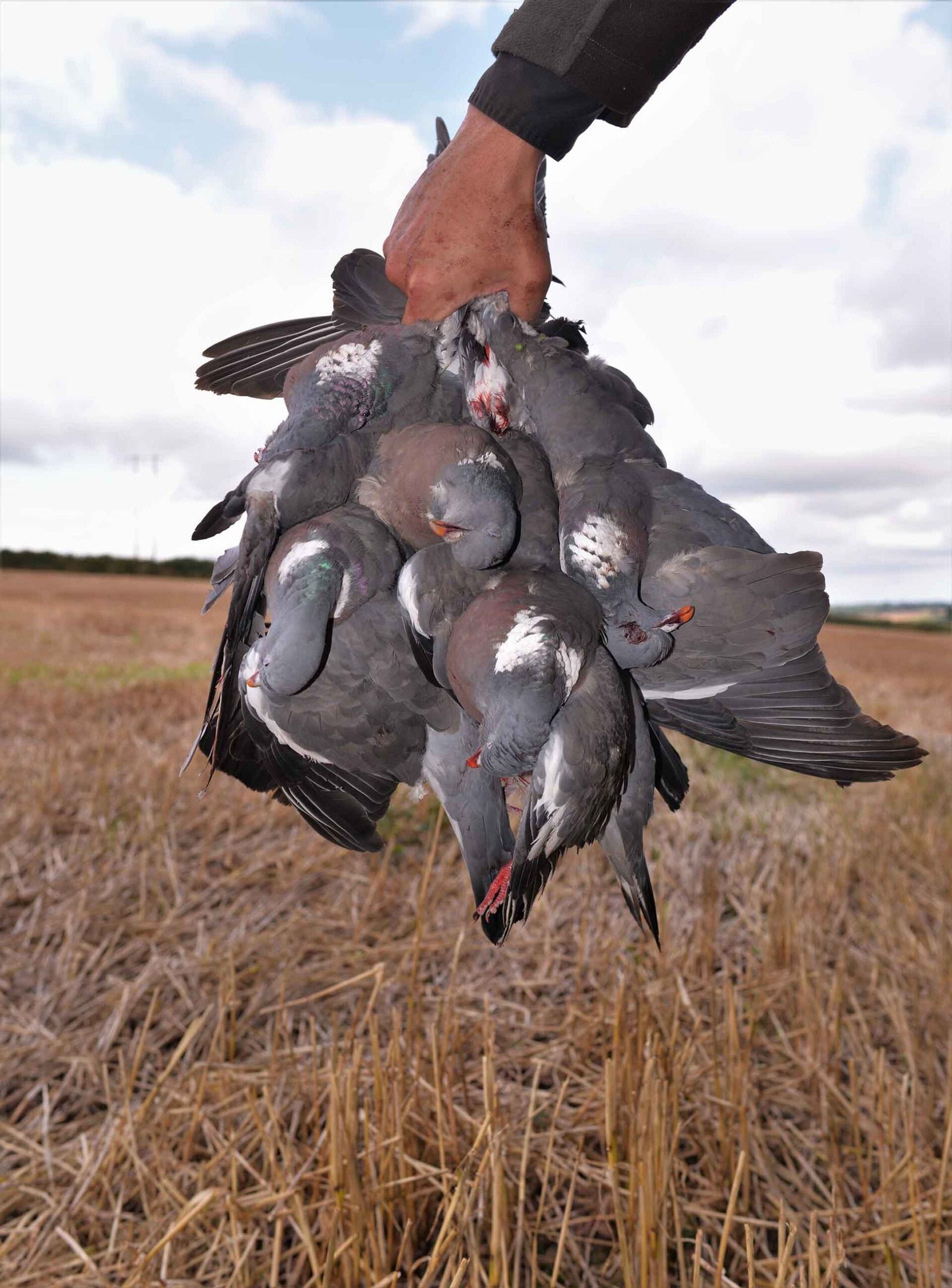 Wood pigeon hunting in Spain - decoying and driven shooting