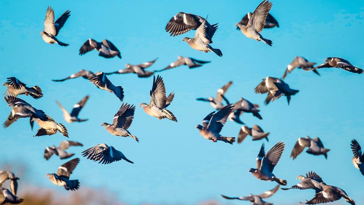 Wood pigeon hunting in Spain